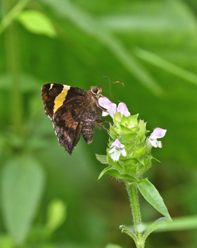 Golden Banded-Skipper